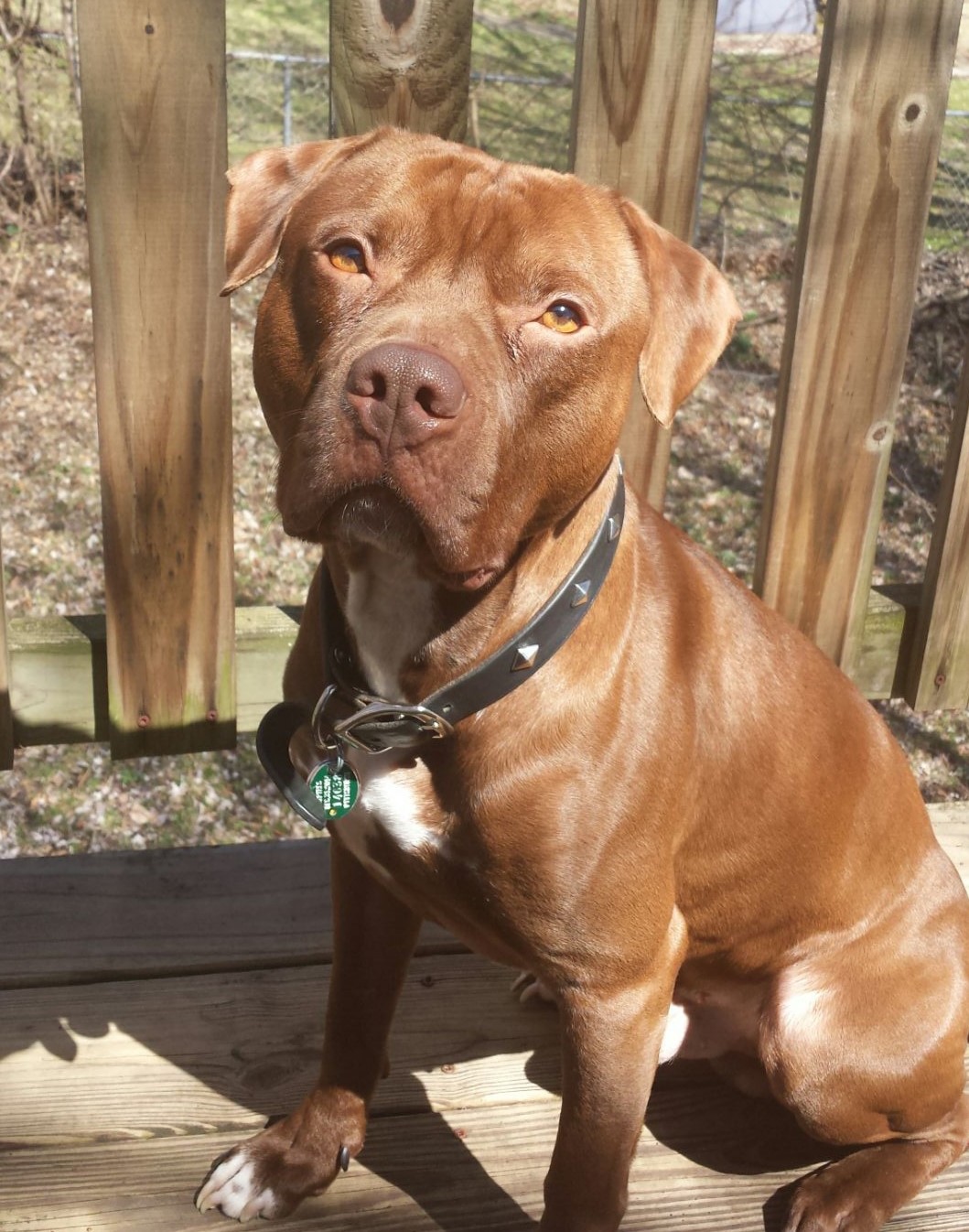 pitbull dog sitting