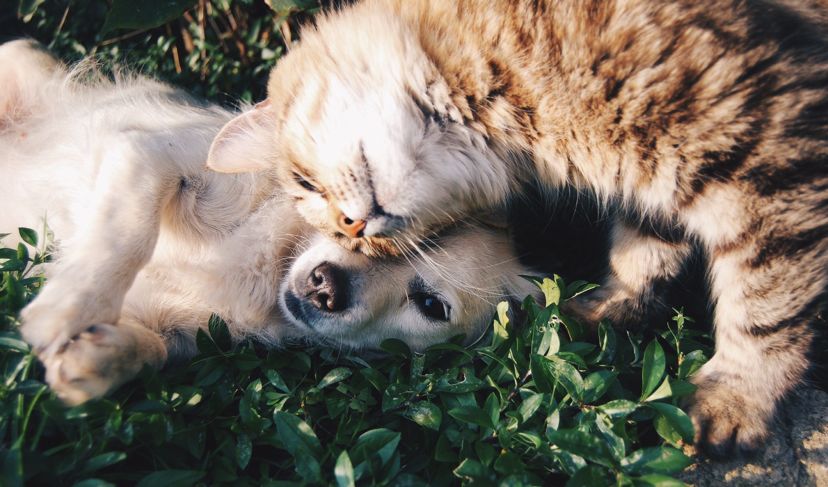 a dog and cat laying in grass