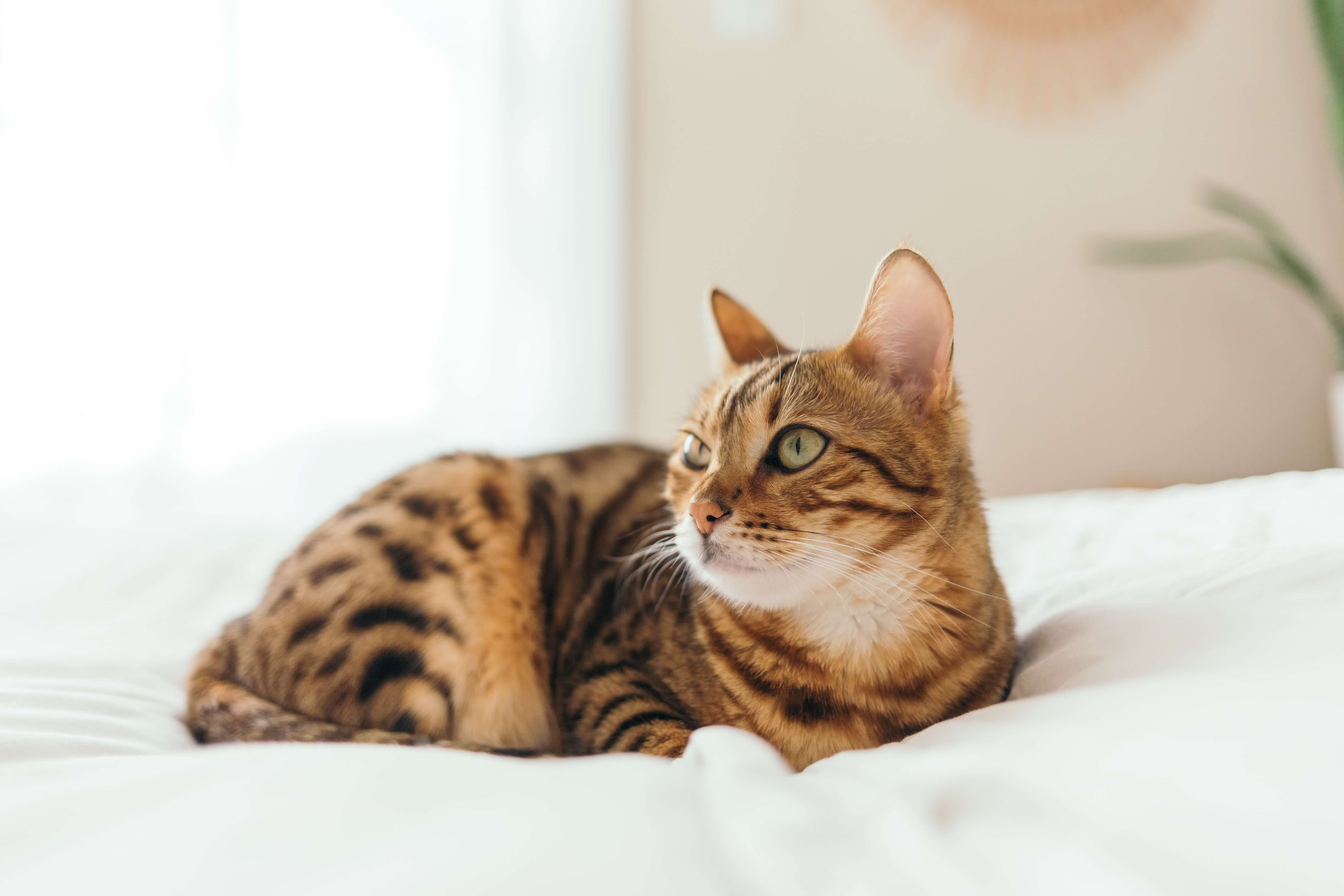 a cat lying in a bed