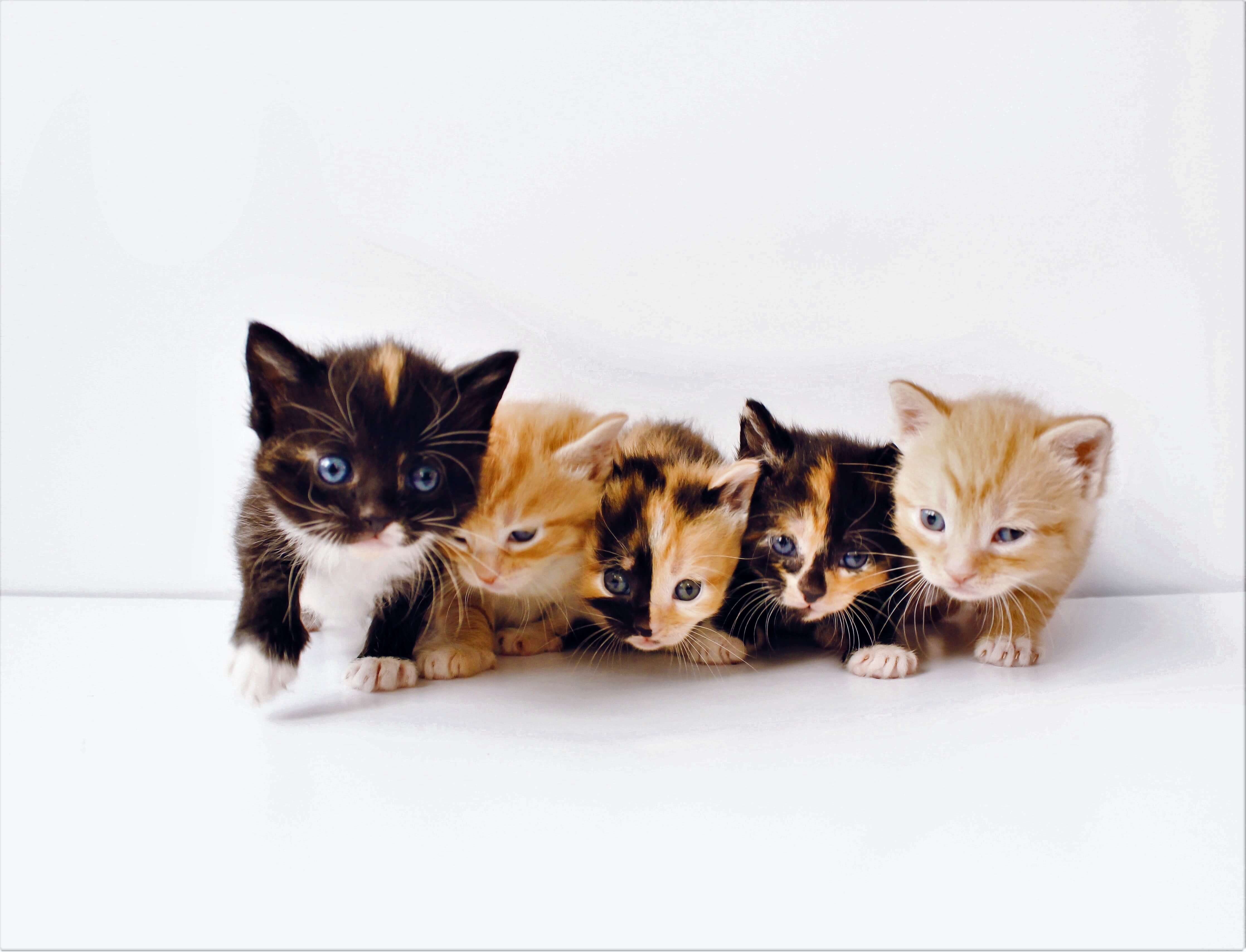 a litter of kittens